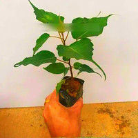 睿格达 庭院盆景菩提树苗 成活高