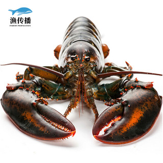 波士顿大龙虾加拿大海鲜 鲜活450-500g*2只龙虾