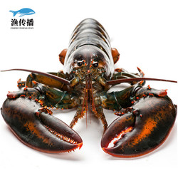 渔传播 波士顿大龙虾加拿大海鲜 鲜活450-500g*2只龙虾