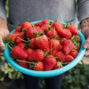 鲜其大凉山奶油草莓 红颜99草莓新鲜水果 整箱 精品奶油红颜草莓 单果15G-20G  1.5斤
