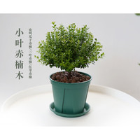 睿格达 小叶赤楠盆栽 小盆 带原盆