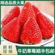 绿食森 草莓新鲜水果当季整箱空运包邮奶油草莓红颜3斤装