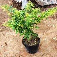 睿格达 浓香夜来香花树苗 热销3年苗+肥料 不含盆