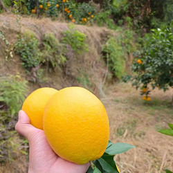 新鲜脐橙 净重4.8-5斤大果(约80mm)