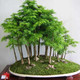 水杉树苗盆景盆栽 成活高 50厘米高1棵