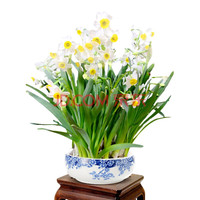 【花语笙默】水仙花种球水培室内花卉水仙花绿植水培花卉盆栽植物洋水仙花卉 水仙大号种球三个{花色}+花盆+营养液+生根粉