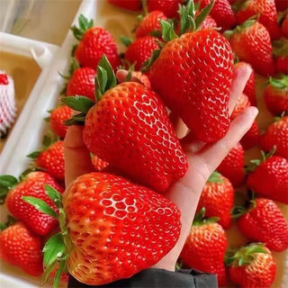 特价 大凉山红颜99草莓 2.5斤彩箱 单果20-30G