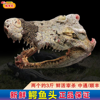 桃李旺（taoliwang）鳄鱼生鲜肉 新鲜现杀整条鳄鱼 鳄鱼尾 鳄鱼掌 鳄鱼身段整只鳄鱼腿 【1.5kg】整只鳄鱼掌