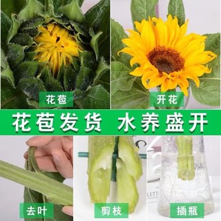 西子悦 云南向日葵鲜花花束基地直发康乃馨玫瑰家庭家居室内水培插花干花