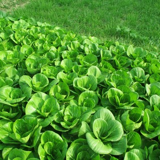 种菜记 蔬菜种子大全快菜生菜鸡毛菜种籽四季南方小青菜春季阳台蔬菜孑 上海青种子10克