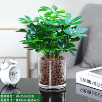 鸭脚木盆栽绿萝箩植物室内花水培绿植四季常青好养发财树吸除甲醛