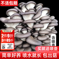 禹知蔬 蘑菇种植包平菇菌包 平菇1个+喷壶