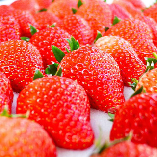 卉双【多地次日达】红颜奶油大草莓新鲜现摘当季水果礼盒非丹东九九 2斤【 净重1.5斤】