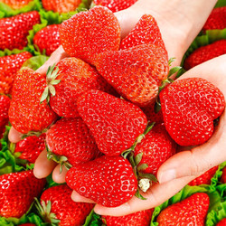 风之郁 红颜99奶油大草莓下单4斤备注值得买赠送1斤实发5斤 单果 15-20克