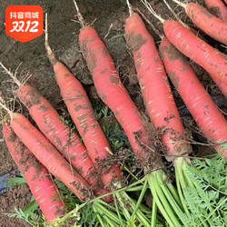 自然搭档 陕西沙地水果红萝卜5斤包邮 新鲜现挖即食生吃胡萝卜农家蔬菜