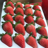 樱鲜 四川大凉山 红颜99草莓 2.5斤装单果15-20g