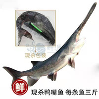 鲜源澜湾鸭嘴鱼3-7斤 鲜源澜湾活鱼现杀真空包装鲜活现杀鸭嘴鱼 3-3.3斤适合2-3人食用