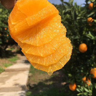鑫佳叶（xingjiaye）湖南纽荷尔脐橙 新鲜橙子 榨汁橙 小果 60-65mm5斤