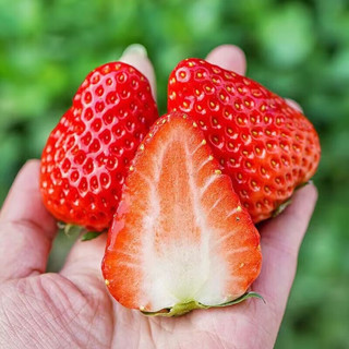 鲜其大凉山奶油草莓 红颜99草莓新鲜水果 整箱 精选奶油红颜草莓 1.5斤  单果15G-20G
