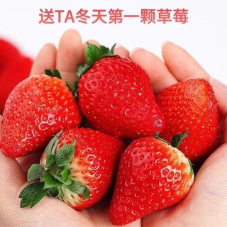 樱鲜 红颜草莓  5斤装 单果15-25g+