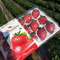 雪束 今日特惠秒杀 果园现摘5000斤 红颜99草莓 5斤装