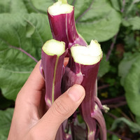 红菜苔新鲜现摘红油菜苔当季农家蔬菜5斤紫菜薹青菜整箱