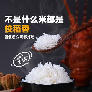 佼稻香 猫牙米 新米泰香米 大米 长粒香丝苗米大米 长粒米 10kg防潮包装