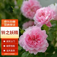 MOYi 墨一 灌木月季花苗特大花盆栽蔷薇四季开花 铃之妖精 40cm左右原盆