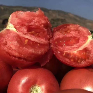 山海言山东普罗旺斯生吃水果西红柿 新鲜沙瓤自然熟大番茄 3斤中大果精选装