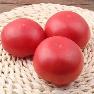 山海言山东普罗旺斯生吃水果西红柿 新鲜沙瓤自然熟大番茄 3斤中大果精选装