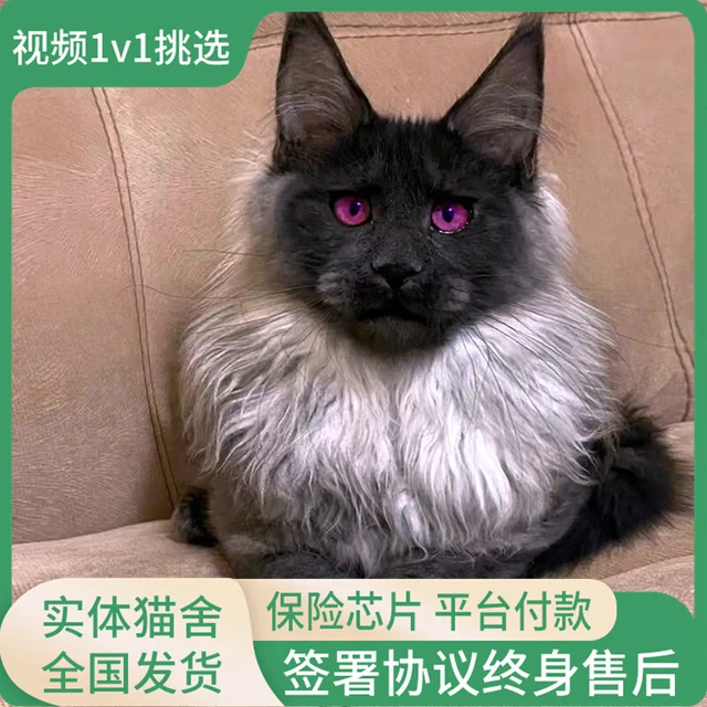 祥彦方依缅因猫活体大型俄罗斯纯种幼猫银棕虎烟灰色幼猫宠物猫咪家养巨型 宠物级 请联系客服选宠