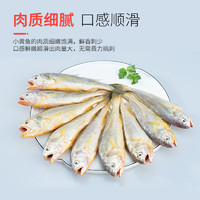 鮮京采 冷凍舟山鮮捕小黃魚1.5kg 30-36條/kg
