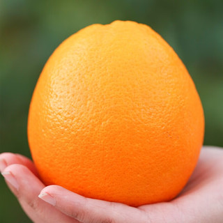 高凉州储良村 赣南特产水果脐橙(带箱5斤/带箱10斤) 净重4.5-5斤小果