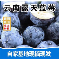雪束现摘速发新鲜蓝莓鲜果宝宝蓝莓水果产地直发 精选2盒（单果12-15mm）