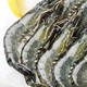 京东百亿补贴：万景 黑虎虾 31-40只 1kg