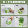哈仔懒人泡面猫草mini创新滤水设计猫草水培杯化毛草自种猫草盆栽