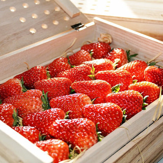 鲜又来现摘新鲜丹东99牛奶草莓新鲜水果时令当季水果红颜奶油甜草莓礼盒 大果盒装 4盒（每盒15颗）