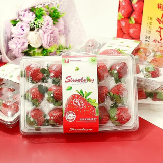 鲜又来现摘新鲜丹东99牛奶草莓新鲜水果时令当季水果红颜奶油甜草莓礼盒 大果盒装 4盒（每盒15颗）