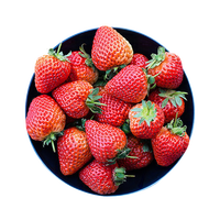 新鲜大凉山奶油巧克力草莓 1.5斤