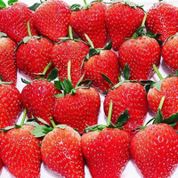 京东生鲜 高山红颜奶油草莓 1斤装