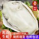 蜀皇 乳山生蚝鲜活海鲜水产新鲜特大牡蛎带壳海蛎子5斤4XL