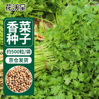 花沃里 大叶香菜种子 四季蔬菜种子家庭阳台盆栽/庭院种植/田间约500粒