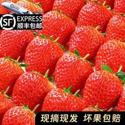 语博 大凉山  红颜99草莓 2.5斤装