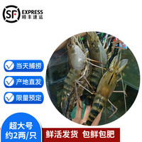 沢素湾 罗氏虾 超大号罗氏虾鲜活 大头虾 罗氏沼虾 生鲜冰鲜 2斤实惠超大号