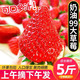 梦芷 红颜99草莓带箱6斤