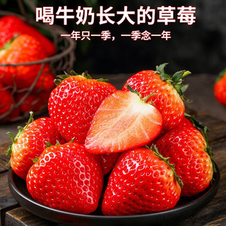 恰货郎大凉山奶油草莓新鲜水果红颜99牛奶油味 精选奶油红颜草莓 1盒 11-12粒礼盒装 单果王25克+
