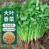 花沃里大叶香菜种子25g约2500粒 蔬菜种子四季种秋冬季菜籽绿叶菜速成菜