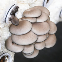 樱霞本地自种平菇 农家大叶蘑菇生鲜蔬菜 食用菌类 平菇1斤