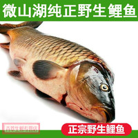 京鲜送 鲤鱼微山湖大鲤鱼新鲜鲜活鲤鱼 大鱼 活鱼现杀淡水鱼 鲤鱼新鲜 一条装(杀好总重8两-1.0斤)