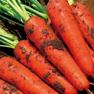 京营当季沙地胡萝卜 新鲜萝卜 蔬菜红/心萝卜时令现挖现发可吃 5斤装精选